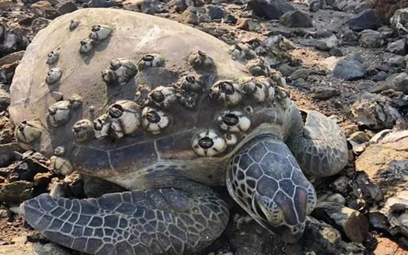 100个细思极恐海龟汤你敢一个人在深夜玩吗()